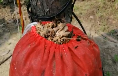 耳聽為虛，眼見為實，看得見的殺蟲效果