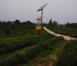 蔬菜太陽能殺蟲燈